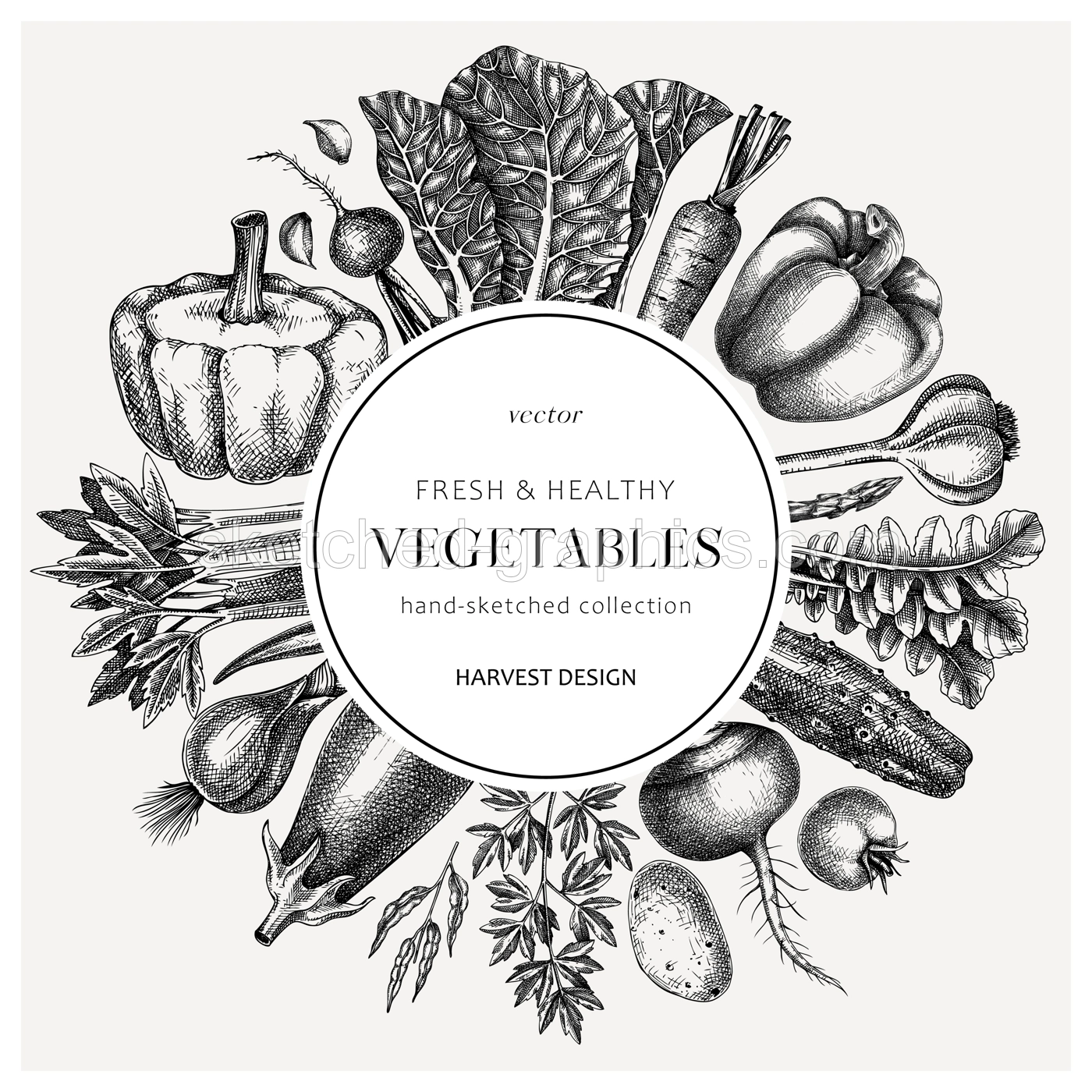 Hand-sketched Vegetable frame. Hand-drawn tomatoes, squashes, peppers, potatoes, asparagus and other vegetables design. Healthy food background for menu, recipe, restaurant, packaging Illustration